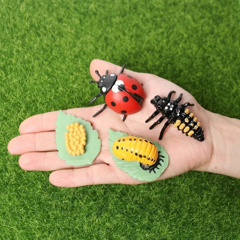 Ensemble de 4 Figurines éducatives cycle de croissance de la Coccinelle