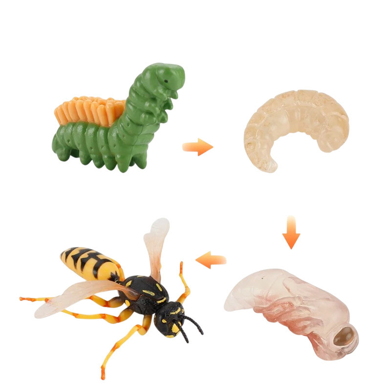 Figurine Ciclo di Vita del Calabrone | Apprendimento Divertente