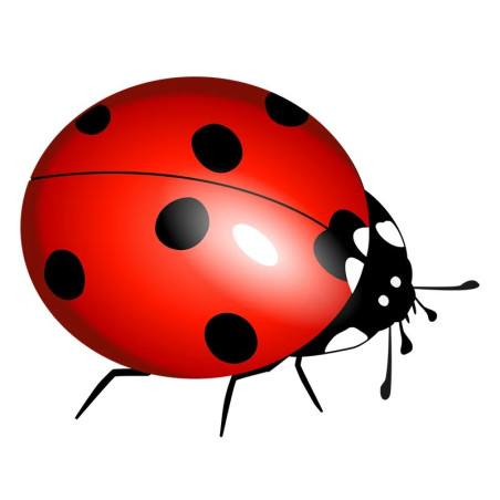 Adesivo Coccinella Realistico - Sticker Naturale e Originale