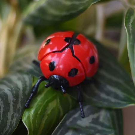 Coccinella a Molla Saltellante - Giocattolo Divertente | 4 Colori!