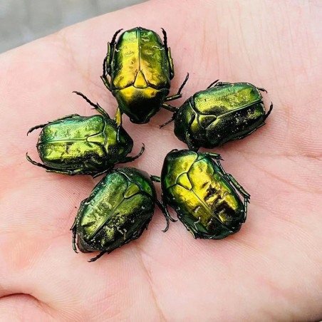 Scarabeo Splendore Smeraldo | Idea Regalo Unica per Collezionisti