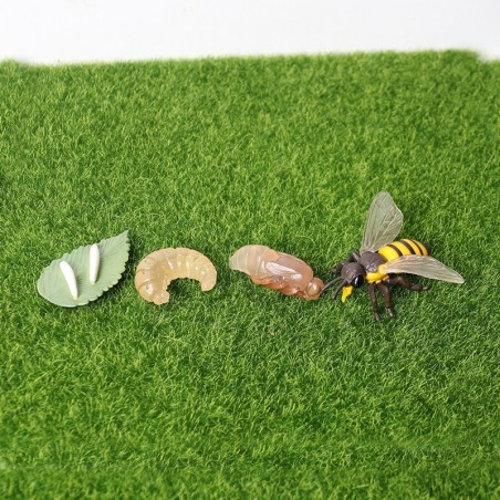 Figurines éducatives cycle de croissance de l'abeille