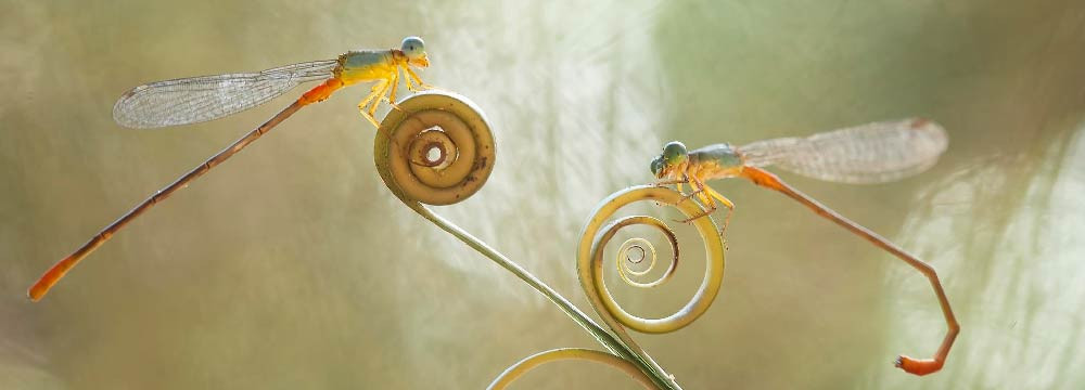 Orecchini libellula, gioielli natura e idea regalo
