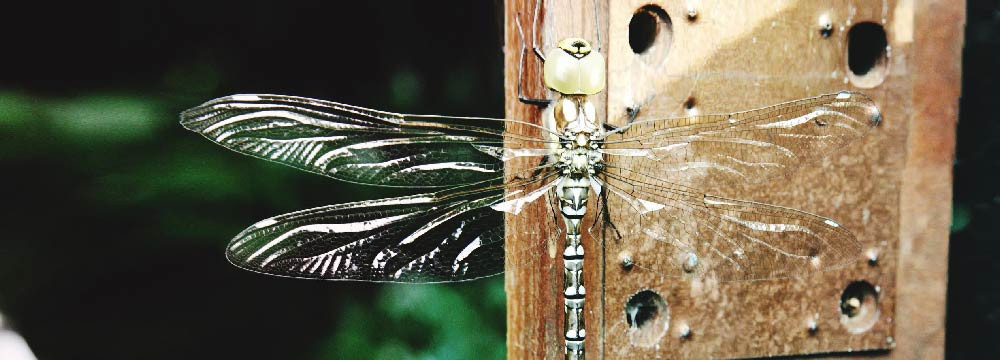 Portachiavi libellula, accessorio natura e piccolo regalo