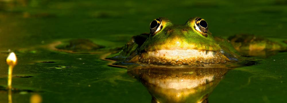 Gioielli rana, collane, orecchini, deco e regali natura