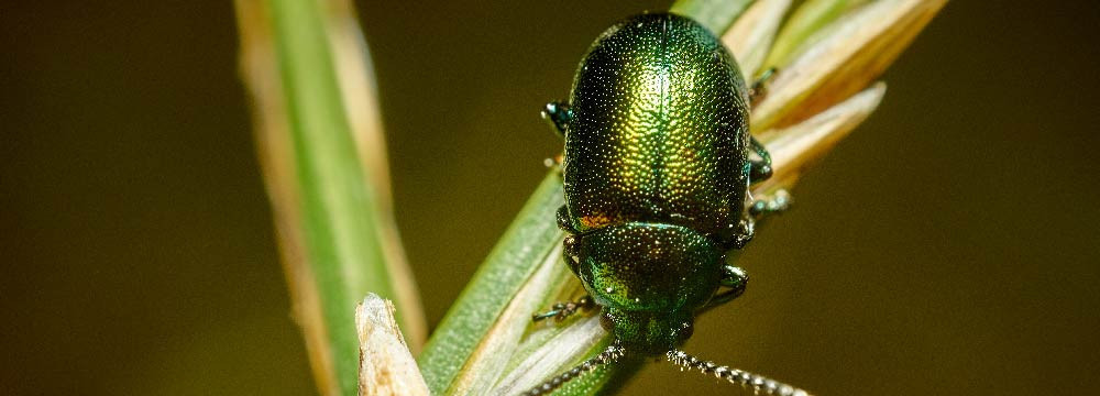 Gioielli scarabeo, collane, orecchini, deco e regali natura
