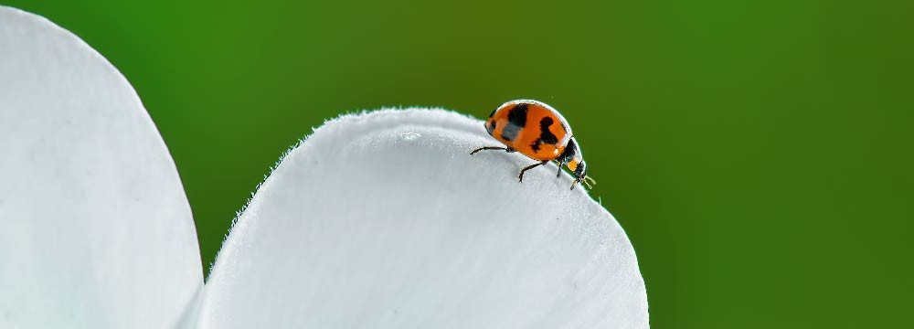 Orecchini coccinella, gioielli portafortuna e regalo
