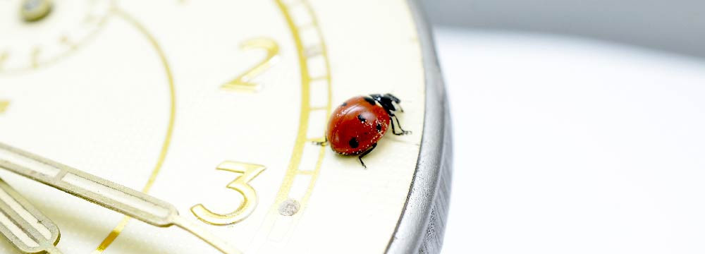 Orologio coccinella, accessorio portafortuna al polso e regalo