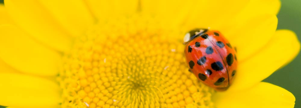 Adesivo coccinella, sticker portafortuna e deco da personalizzare