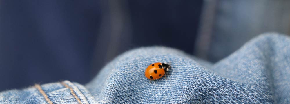 Toppa coccinella, patch da cucire portafortuna e personalizzazione