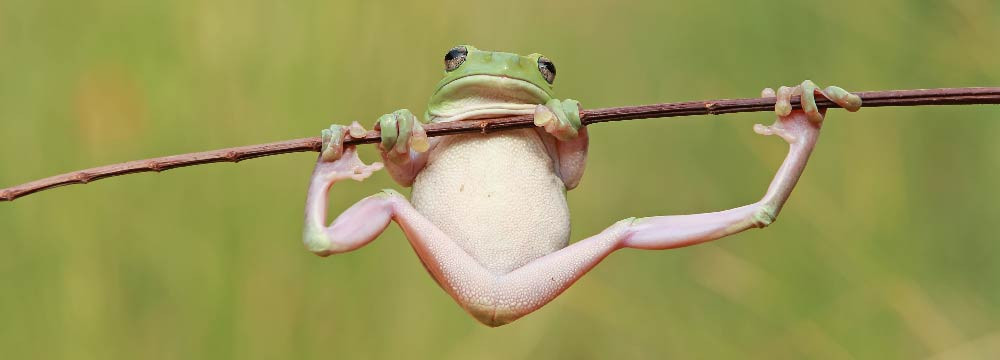 Collana rana, ciondoli natura e gioiello portafortuna
