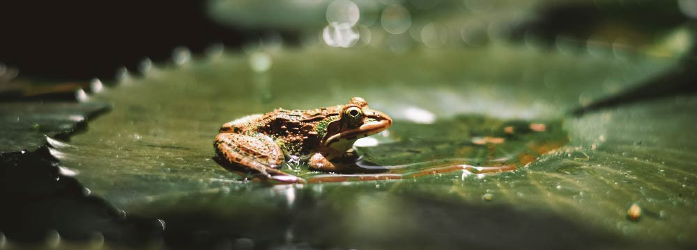 Spilla rana, gioiello natura da appuntare e regalo originale