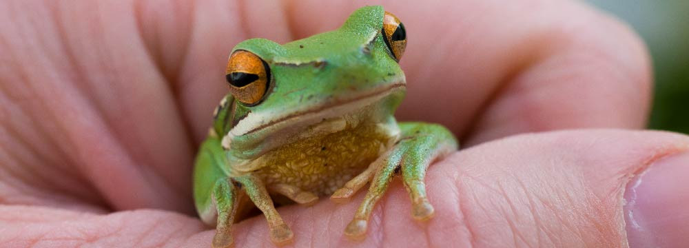 Anello rana, fascia natura e gioiello portafortuna