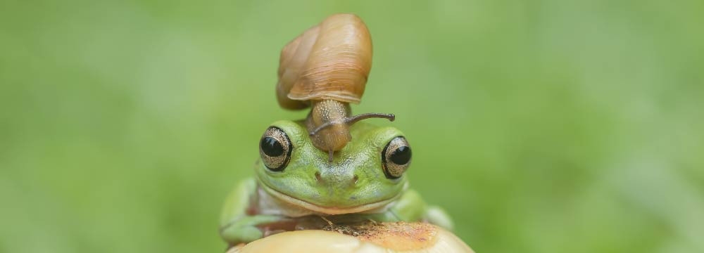 Cappellino rana, accessorio natura e regalo originale