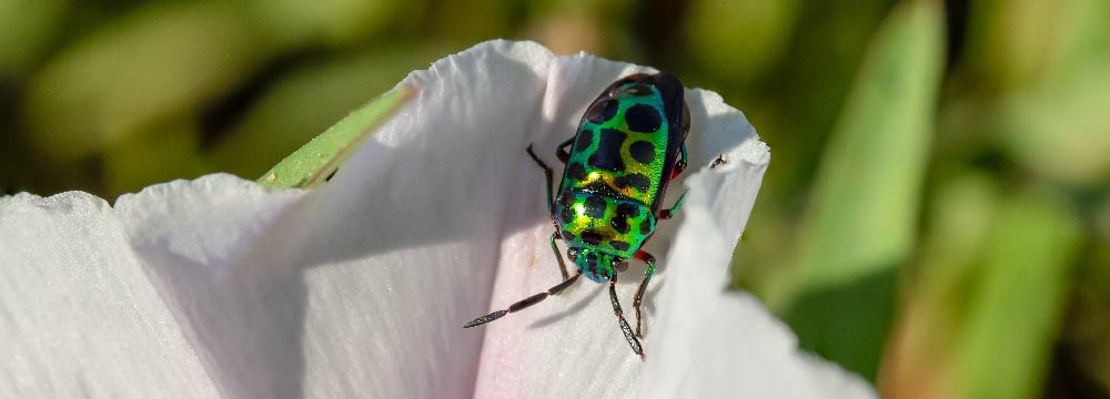 Collana scarabeo, ciondolo egizio e gioiello di protezione