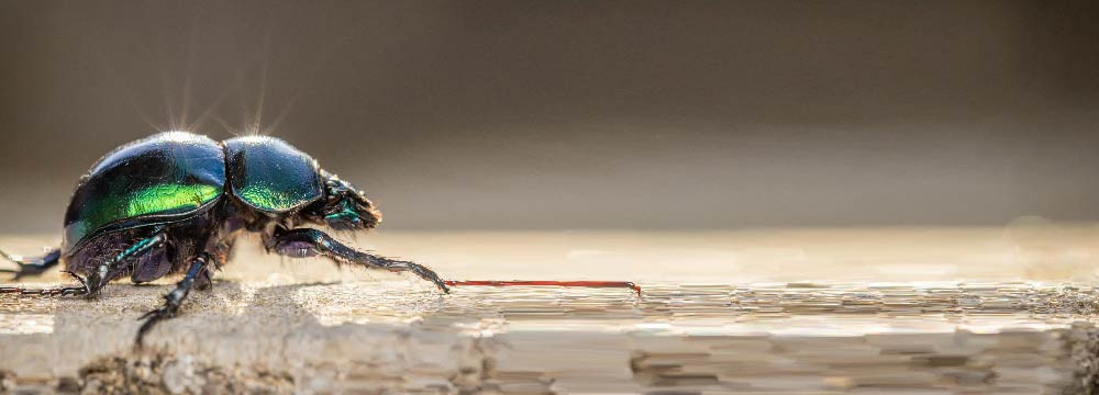 Spilla scarabeo, gioiello egizio da appuntare e regalo di protezione