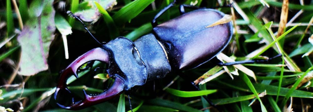 Toppa scarabeo, patch egizia da cucire e personalizzazione