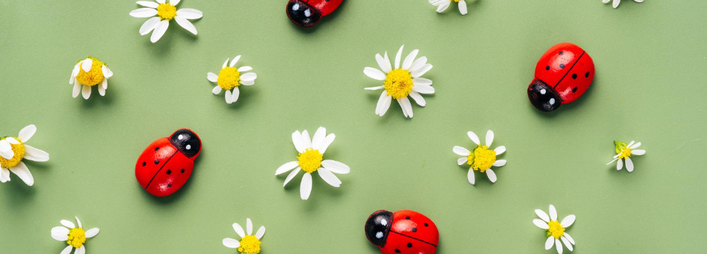 Scrapbooking coccinella, deco hobby creativi e album natura
