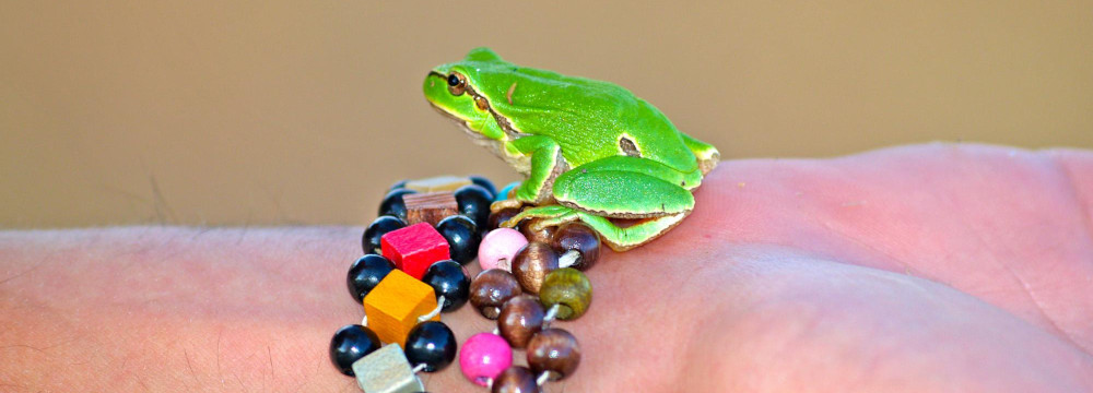 Bracciale rana, gioiello natura al polso e idea regalo