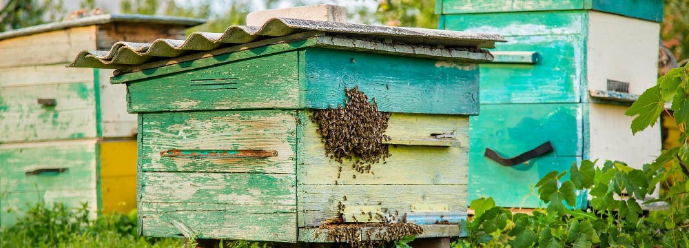 Decorazione ape per la casa, deco e DIY