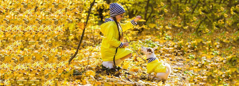 Abbigliamento ape per animali, costume cane e gatto