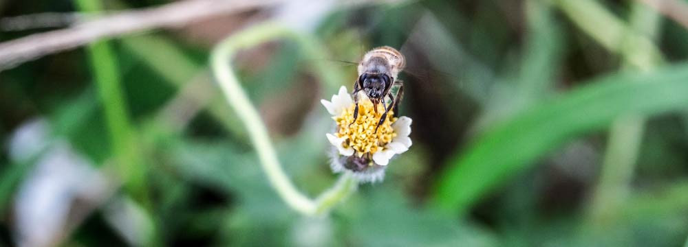 Gemelli ape: eleganza maschile naturale