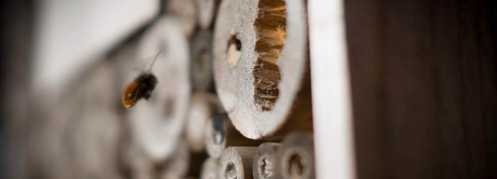 Decorazione giardino ape, casette per api e deco