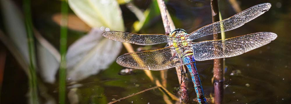 Gioielli libellula, collane, orecchini, spille e regali natura