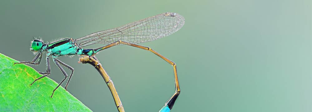 Collana libellula, ciondoli natura e gioielli da regalare