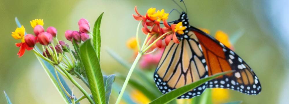 Gioielli farfalla, collane, orecchini, deco e regali natura