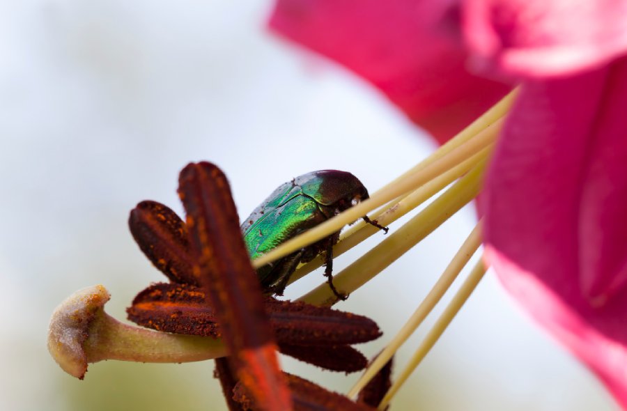 Lo scarabeo alleato del giardino e della biodiversita