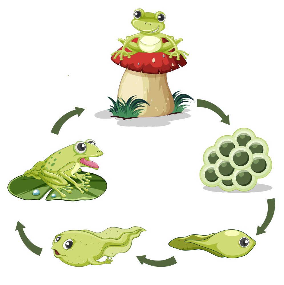 La rana alleata del giardino e della biodiversita