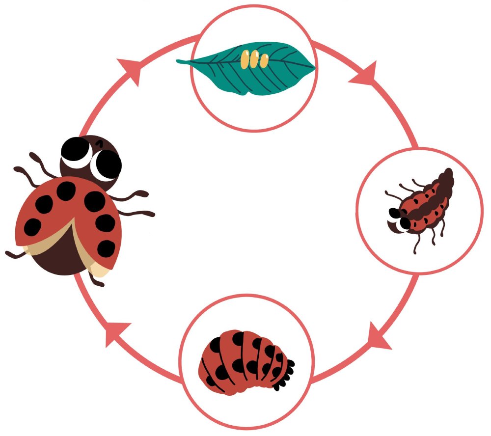 Gioielli e accessori ispirati alla coccinella portafortuna