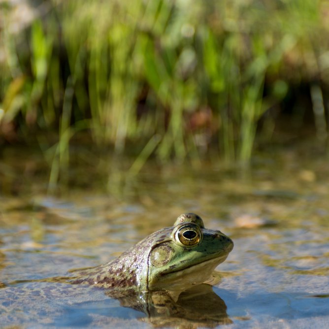 Gioielli e accessori ispirati alla rana e alla natura