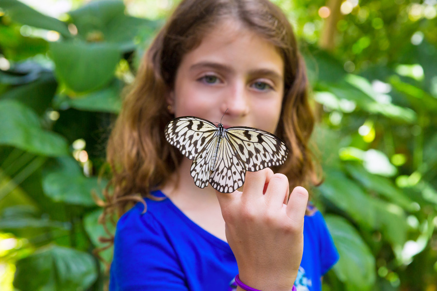 La farfalla impollinatrice alleata del giardino e della biodiversita