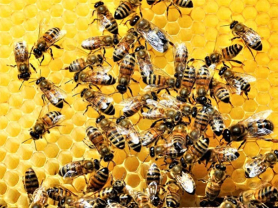 Cos'è un'ape domestica?