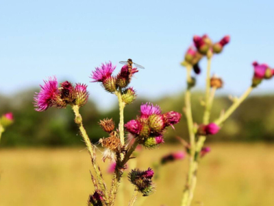 Tutto sulle reazioni allergiche alle punture d'api
