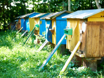 Scopri quali sono gli amici impollinatori delle api!
