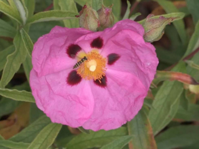Il sirfide: questa mosca travestita da vespa che salva il vostro giardino!