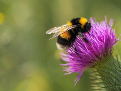 Api e farfalle: 4 gesti concreti per salvarle dal vostro giardino